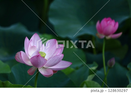 神聖な花 神聖な花 128630297