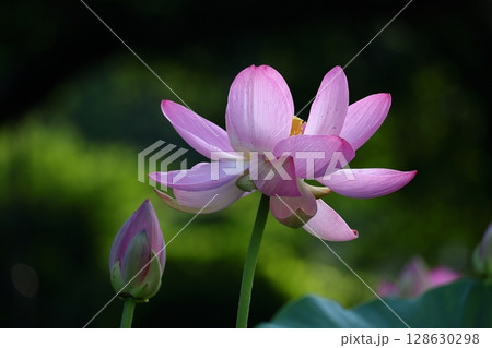 神聖な花 128630298
