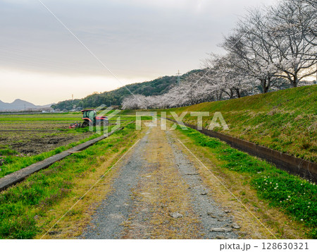 桜並木と農道 128630321