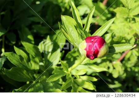 One bud of a red-crimson peony flower on a flowerbed on a sunny day 128630434