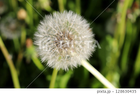 One white fluffy ripe dandelion in a meadow 128630435