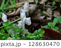 梅雨時の花　ギンリョウソウ 128630470