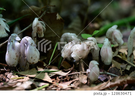 梅雨時の花 ギンリョウソウ 梅雨時の花 ギンリョウソウ 128630471