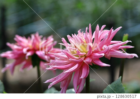 色鮮やかな大輪 128630517