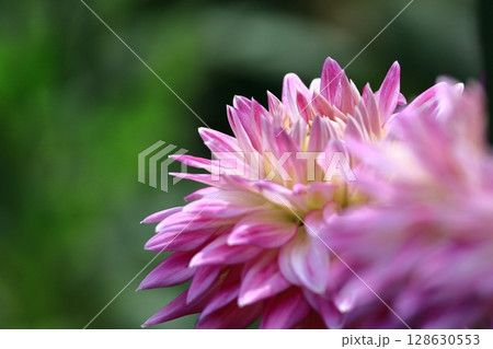 色鮮やかな大輪 128630553