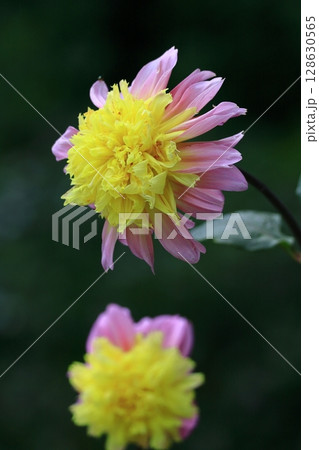 色鮮やかな大輪 128630565