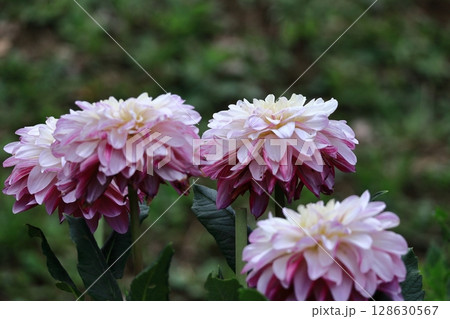 色鮮やかな大輪 128630567