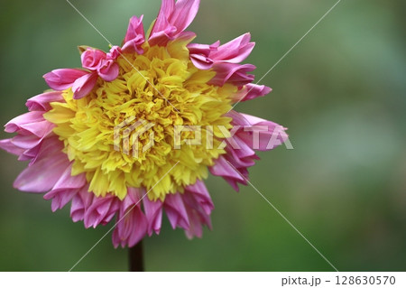 色鮮やかな大輪 色鮮やかな大輪 128630570