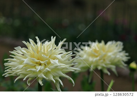 色鮮やかな大輪 128630572