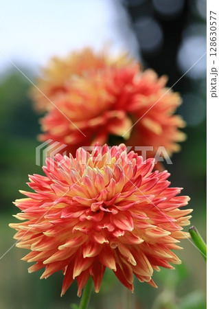 色鮮やかな大輪 128630577