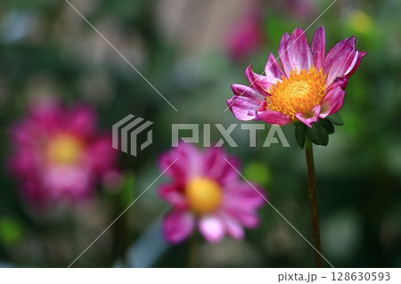 色鮮やかな大輪 128630593