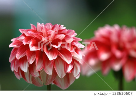 色鮮やかな大輪 128630607