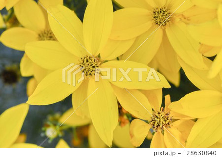 Coreopsis verticillata is a North American species of tickseed in the sunflower family. The common names are whorled tickseed, whorled coreopsis, thread-leaved tickseed, thread leaf coreopsis, and pot Coreopsis verticillata is a North American species of tickseed in the sunflower family. The common names are whorled tickseed, whorled coreopsis, thread-leaved tickseed, thread leaf coreopsis, and pot 128630840