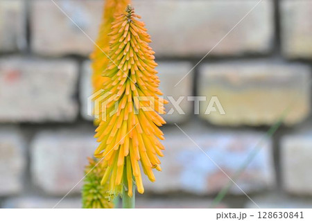 Kniphofia is a genus of flowering plants commonly known as red-hot pokers or torch lilies. They are native to Africa and are characterized by their tall, erect flower spikes that resemble glowing 128630841