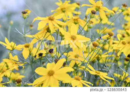 Coreopsis is a genus of flowering plants in the family Asteraceae. Common names include calliopsis and tickseed, a name shared with various other plants. The common names are whorled tickseed, whorled 128630843