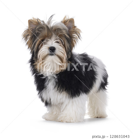 Biewer Yorkshore terrier on white background 128631043