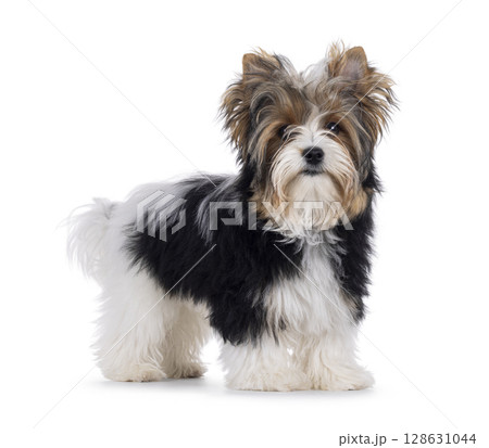 Biewer Yorkshore terrier on white background Biewer Yorkshore terrier on white background 128631044