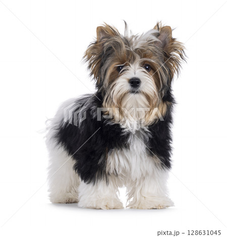 Biewer Yorkshore terrier on white background Biewer Yorkshore terrier on white background 128631045