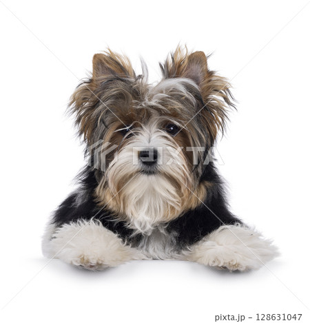 Biewer Yorkshore terrier on white background Biewer Yorkshore terrier on white background 128631047