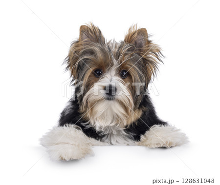 Biewer Yorkshore terrier on white background Biewer Yorkshore terrier on white background 128631048