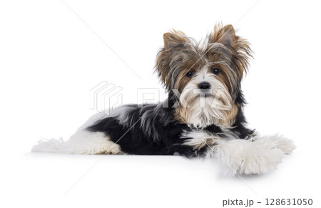 Biewer Yorkshore terrier on white background 128631050