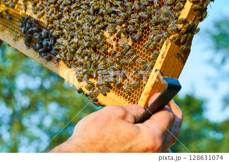 Close up of a bee family at work. Bee honey is collected in honeycombs. Close up of a bee family at work. Bee honey is collected in honeycombs. 128631074