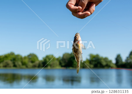 Small fish caught on fishing line by lake with hand holding the line 128631135