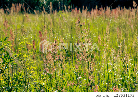 Wild grass and dry meadow plants in sunlight close up summer field Wild grass and dry meadow plants in sunlight close up summer field 128631173