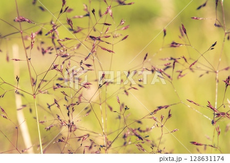 Wild grass and dry meadow plants in sunlight close up summer field Wild grass and dry meadow plants in sunlight close up summer field 128631174