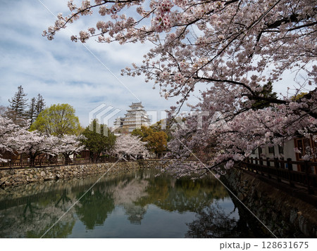 姫路城と桜 128631675