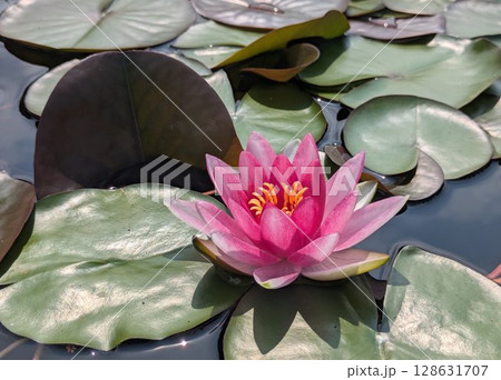 美しいピンクの睡蓮 - 水面に浮かぶ蓮の花と葉 128631707