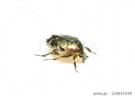 The copper beetle is a beetle from the family of lamellar beetles. 128631839
