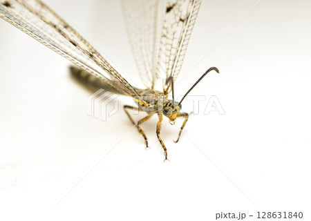 Flying insect ant lion. 128631840