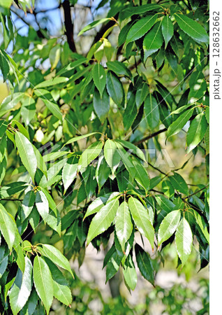 樹木・シラカシ　ブナ科 128632662