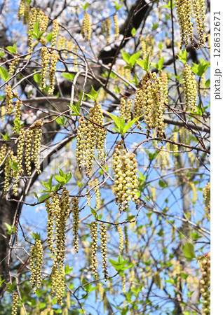 樹木・キブシ キブシ科 樹木・キブシ キブシ科 128632671
