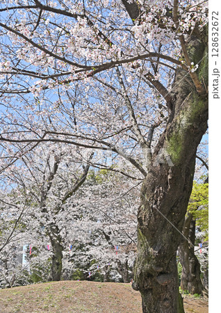 樹木・サクラ　飛鳥山公園 128632672
