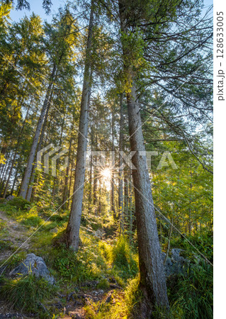 Dawn in a Forest with Tall Pine Trees 128633005
