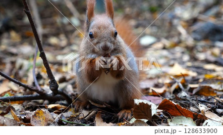 Wild fluffy squirrel gnawing nuts at forest. Cute brown rodent eating found walnuts at autumn park. Portrait to small sciurus chewing food outdoor. Concept of wildlife 128633900