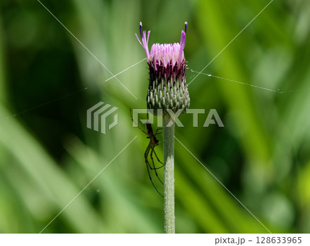 ノアザミの花と捕食者蜘蛛 128633965