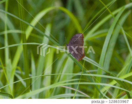 森林性の蝶 タテハチョウ科クロコノマチョウ夏型♀ 森林性の蝶 タテハチョウ科クロコノマチョウ夏型♀ 128633967