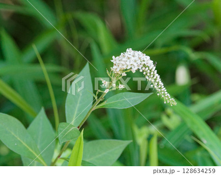 サクラソウ科オカトラノオの花穂 サクラソウ科オカトラノオの花穂 128634259