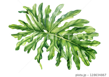 Palm leaf isolated, Tropical philodendron split leaf watercolor botanical illustration with green jungle foliage for design Palm leaf isolated, Tropical philodendron split leaf watercolor botanical illustration with green jungle foliage for design 128634867