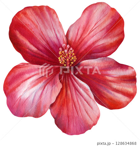 Watercolor red hibiscus flower with soft petals and yellow stamens isolated on white background paradise plant drawing Watercolor red hibiscus flower with soft petals and yellow stamens isolated on white background paradise plant drawing 128634868