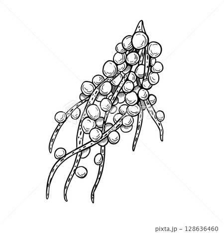 Acai berries bunch black white vector illustration. Fresh amazon small purple berries, tropical fruit hand drawn ink. Superfood plant line art for wrapping, packaging, label, kitchen utensil. 128636460