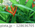 Abstract background with red heliconia flowers and green leaves. Nature and environment concept. 128636705