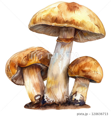 watercolor porcini mushrooms with textured brown caps and creamy stems, clean white background. Realistic woodland harvest illustration for nature designs 128636713