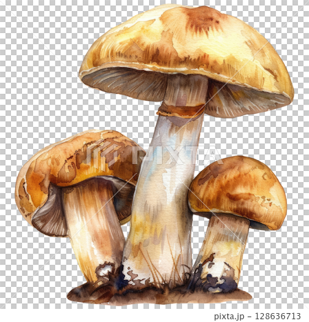 watercolor porcini mushrooms with textured brown caps and creamy stems, clean white background. Realistic woodland harvest illustration for nature designs 128636713