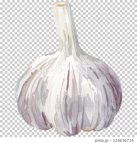 Watercolor painting of whole garlic with papery skin and separated cloves, clean white background. Rustic culinary ingredient art 128636714