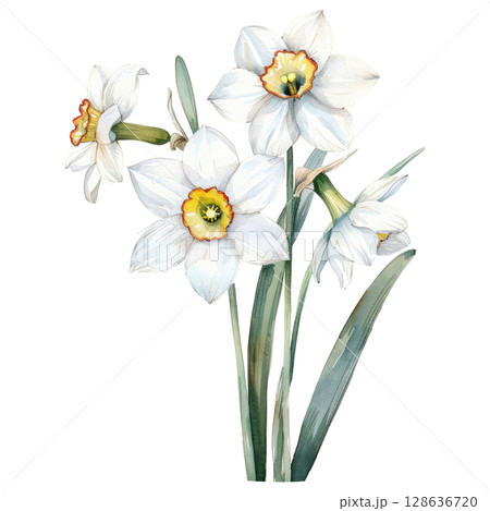 Elegant bouquet of white daffodils in delicate watercolor, isolated on white background. Hand-painted spring flowers with trumpet-shaped blooms and slender stems 128636720