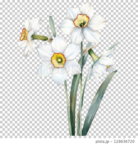 Elegant bouquet of white daffodils in delicate watercolor, isolated on white background. Hand-painted spring flowers with trumpet-shaped blooms and slender stems 128636720